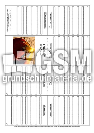 Faltbuch-Goldfasan.pdf